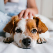 Paws & Profits: How a Pet-Friendly Policy Can Maximize Your Tampa Rental Income
