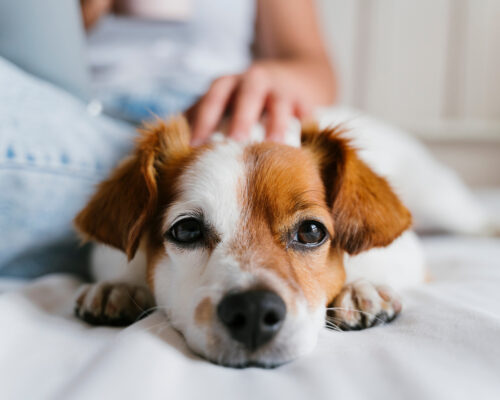 Paws & Profits: How a Pet-Friendly Policy Can Maximize Your Tampa Rental Income