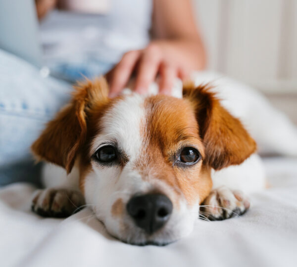 Paws & Profits: How a Pet-Friendly Policy Can Maximize Your Tampa Rental Income
