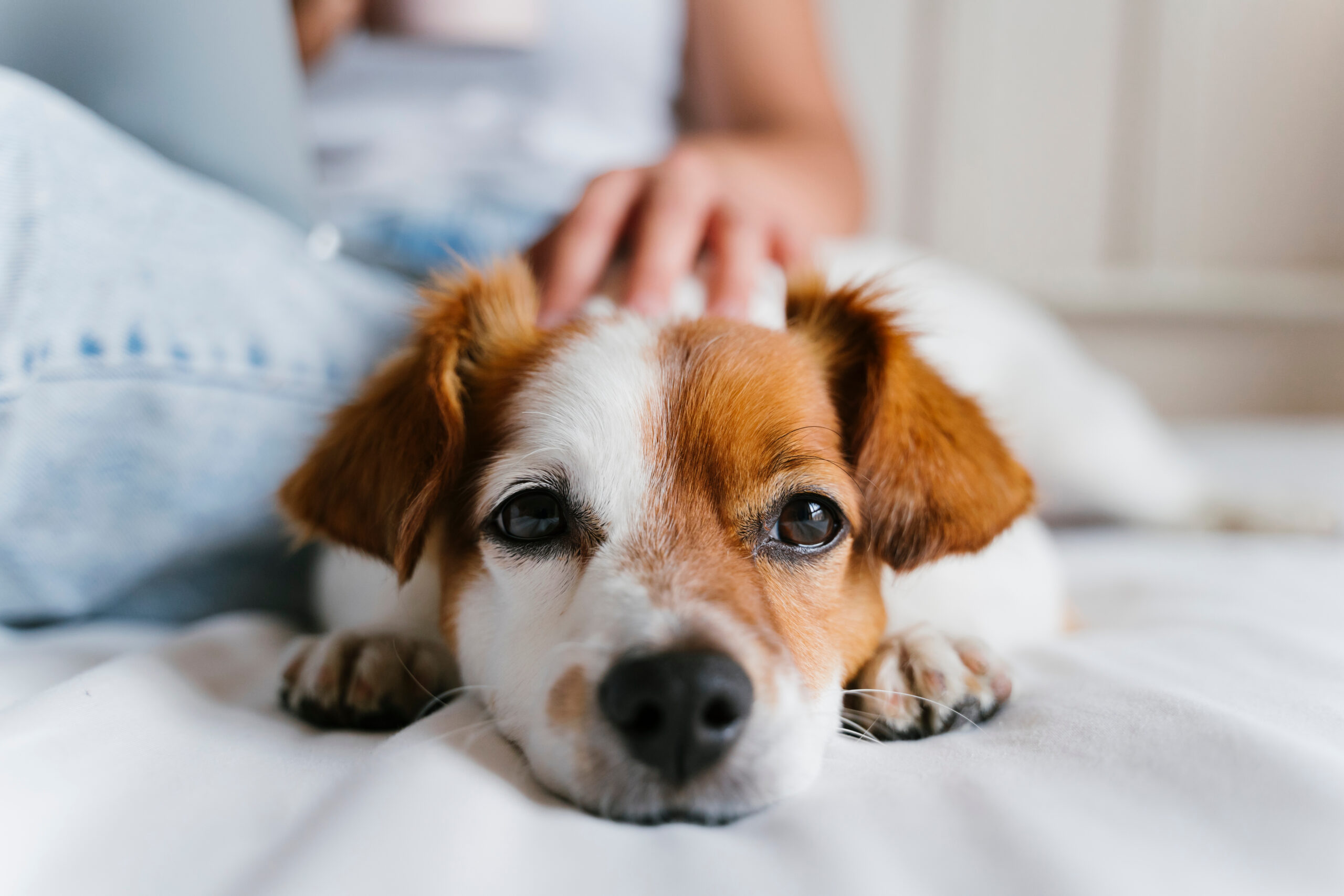 Paws & Profits: How a Pet-Friendly Policy Can Maximize Your Tampa Rental Income